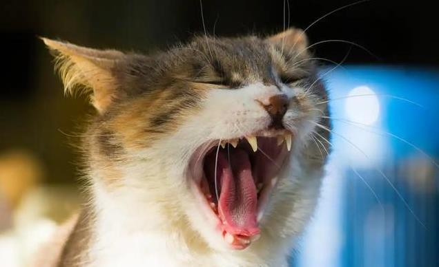 久”了不能送人原因很真实！麻将胡了2老人说：猫咪“养(图3)