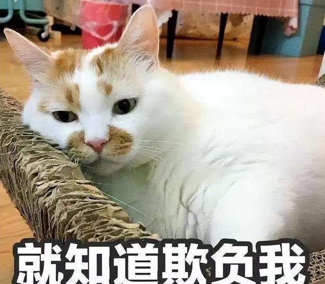 久”了不能送人原因很真实！麻将胡了2老人说：猫咪“养(图2)