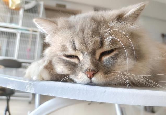 久”了不能送人原因很真实！麻将胡了2老人说：猫咪“养(图4)