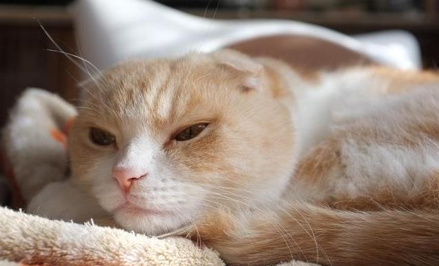 久”了不能送人原因很真实！麻将胡了2老人说：猫咪“养(图8)