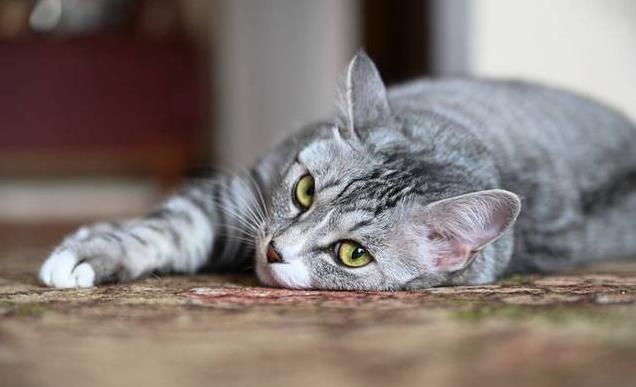 久”了不能送人原因很真实！麻将胡了2老人说：猫咪“养(图7)