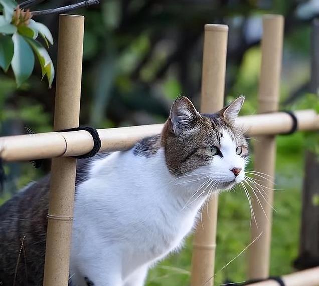 久”了不能送人原因很真实！麻将胡了2老人说：猫咪“养(图9)