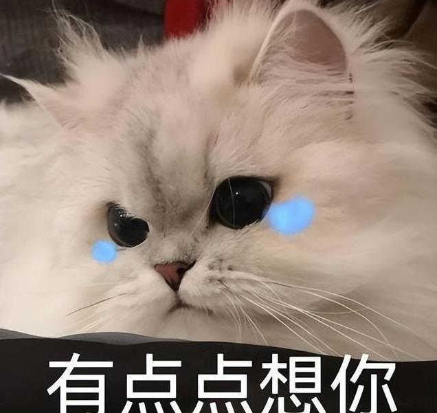 久”了不能送人原因很真实！麻将胡了2老人说：猫咪“养(图11)