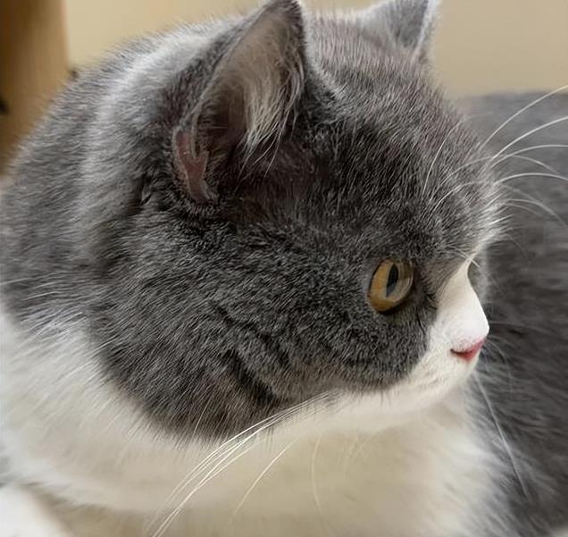 久”了不能送人原因很真实！麻将胡了2老人说：猫咪“养(图10)