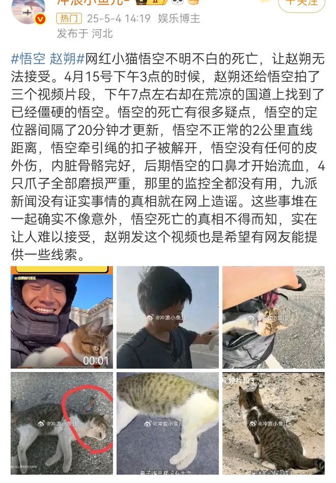 世：主人赵朔公开去世细节可能死于投毒！麻将胡了2游戏入口网红小猫“悟空”去(图1)