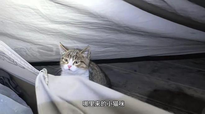 世：主人赵朔公开去世细节可能死于投毒！麻将胡了2游戏入口网红小猫“悟空”去(图2)