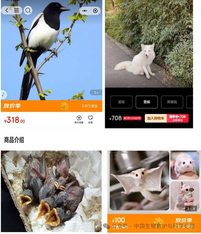 都有请下架野生动物买卖｜志愿者反映麻将胡了试玩电商平台动物成体幼崽啥(图3)
