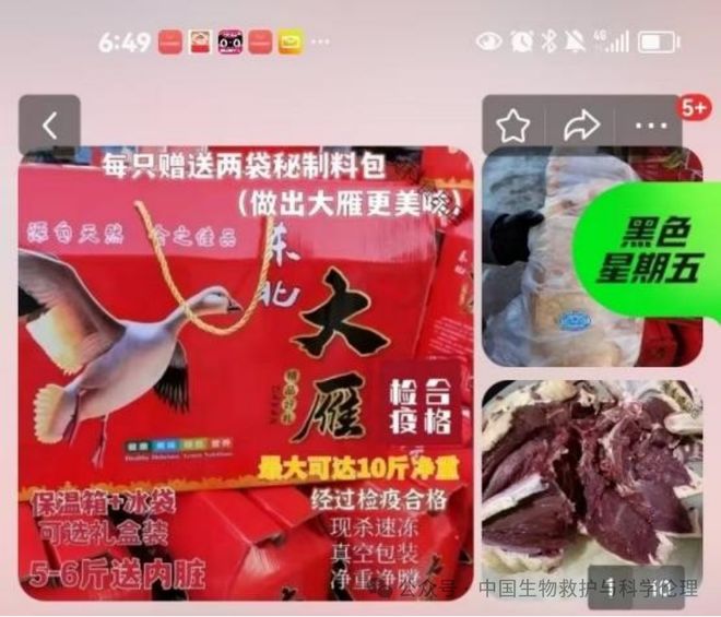 都有请下架野生动物买卖｜志愿者反映麻将胡了试玩电商平台动物成体幼崽啥(图2)