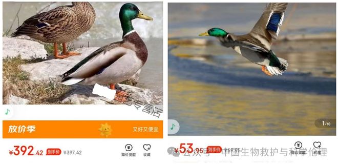 都有请下架野生动物买卖｜志愿者反映麻将胡了试玩电商平台动物成体幼崽啥(图1)