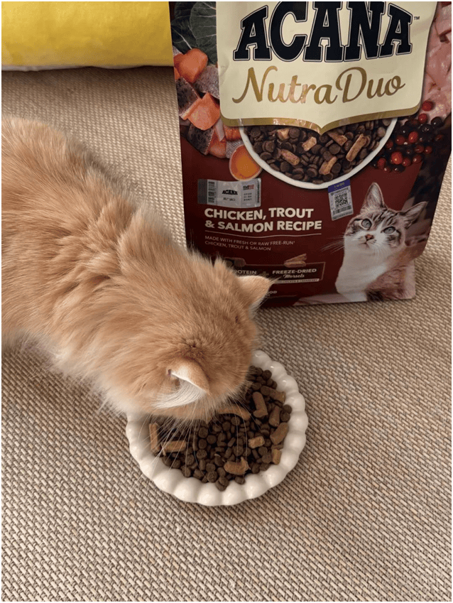 球首发“双拼倍护猫粮”巨头的中国战略再提速PG电子麻将胡了宠物食品新闻：爱肯拿在华全(图5)